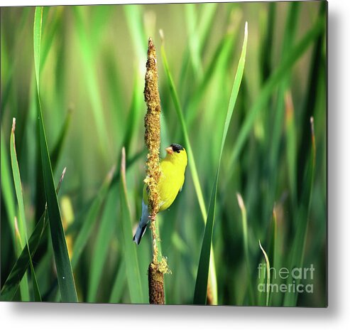 Gold Finch Metal Print featuring the photograph Gold Finch - Garden Birds by Rehna George