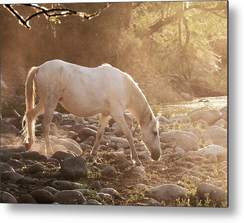 Horse Metal Print featuring the photograph Golden Hour by Carmen Kern