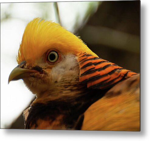 Golden Pheasant Metal Print featuring the photograph Golden Pheasant 005 by Flees Photos