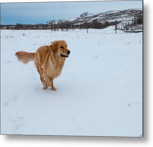 Dog Metal Print featuring the photograph Golden Retriever Running In Snow by Phil And Karen Rispin