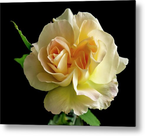 Flower Metal Print featuring the photograph Golden Rose by Cathy Kovarik