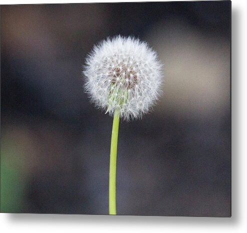 Flower Metal Print featuring the photograph Gone to seed by David Beechum