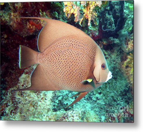 Underwater Metal Print featuring the photograph Gray Angelfish 32 by Daryl Duda