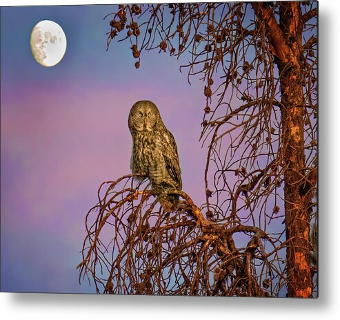 Great Gray Owls Metal Print featuring the photograph Great Gray Owl in the Moonlight by Judi Dressler