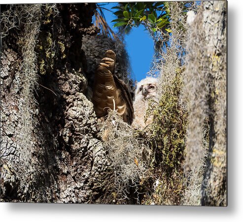 Great Horned Owl Metal Print featuring the photograph Great Horned Owlet in Philippe Park by L Bosco
