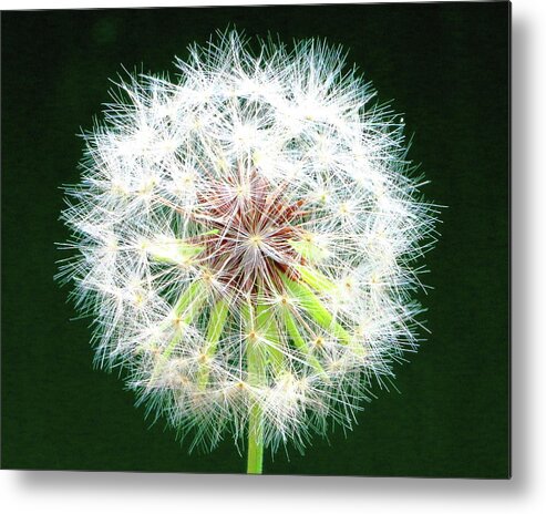 Dandelion Metal Print featuring the photograph Green Geometry by Larry Beat