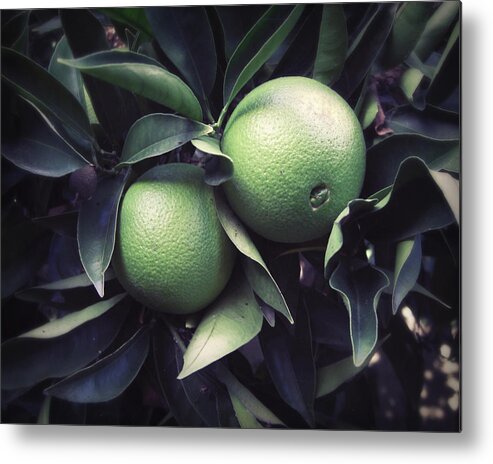 Oranges Metal Print featuring the photograph Green Oranges by Lupen Grainne