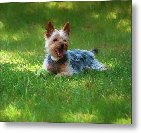Dog Metal Print featuring the photograph Happy Dog by Cathy Kovarik