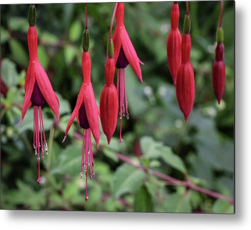 Plant Metal Print featuring the photograph Hardy fuchsia with pendent flowers by Anamar Pictures