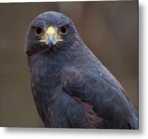 Hawk Metal Print featuring the photograph Harris Hawk by Flees Photos