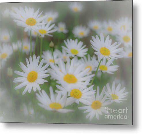 Longwood Metal Print featuring the photograph Hazy Daisies by Mark Ali