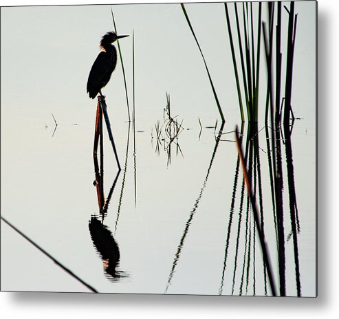 Green Heron Metal Print featuring the photograph Heron in a Marsh by Bradford Martin