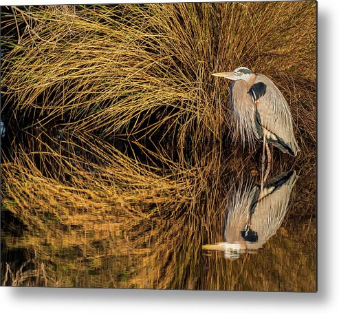 Donnelley Wma Metal Print featuring the photograph Heron Reflection by Jim Miller