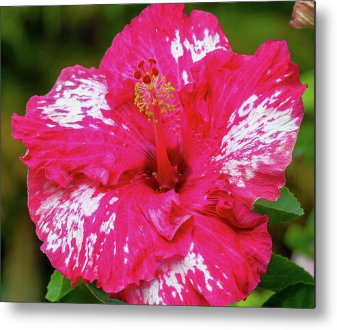 Flowers Metal Print featuring the pyrography Hibiscus Freckles by Tony Spencer