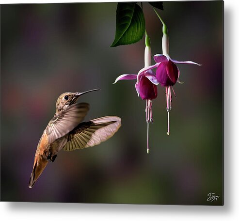 Hummingbird Metal Print featuring the photograph Hummingbird and Fuchsias 2 by Endre Balogh