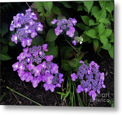 Purple Metal Print featuring the photograph Hydrangea Flowers by Scott Cameron