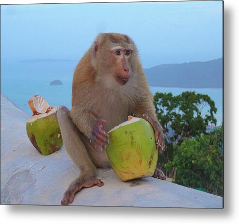 Monkey Metal Print featuring the photograph I Am A Monkey I Eat Therefore I Am by Andre Petrov