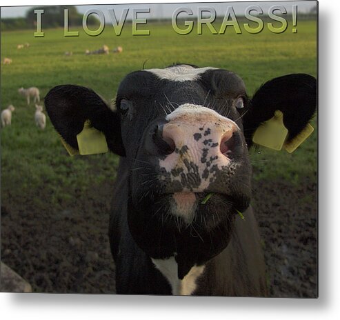 Cow Metal Print featuring the photograph I Love Grass by Luc Van de Steeg