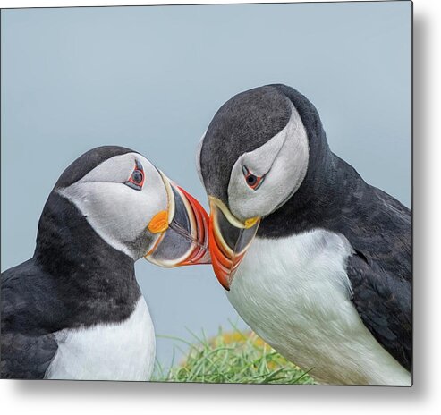 Atlantic Puffin Metal Print featuring the photograph I Love You by CR Courson