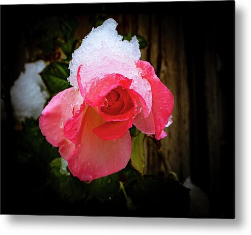 California Metal Print featuring the photograph Ice Queen by Grant Sorenson