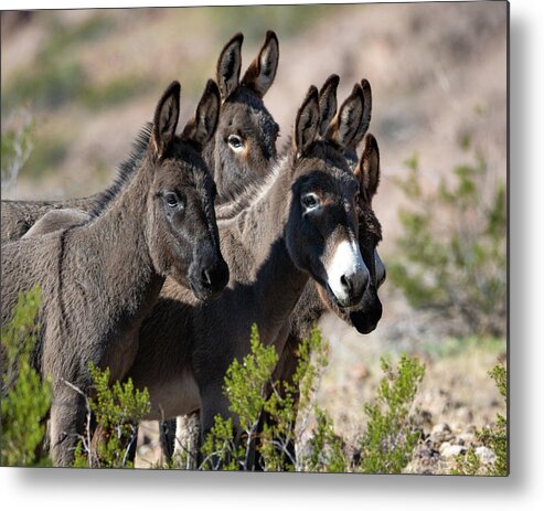 Wild Burros Metal Print featuring the photograph I'm All Ears by Mary Hone