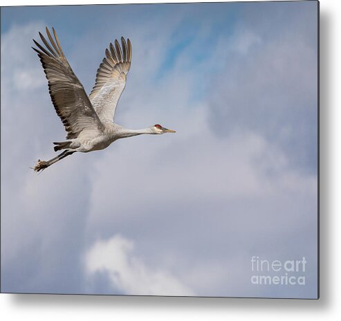 Bosque Del Apache Metal Print featuring the photograph In Flight by Maresa Pryor-Luzier