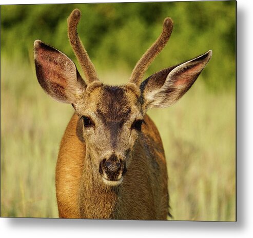 Deer Metal Print featuring the photograph Inquisitive Mule Deer by Brett Harvey
