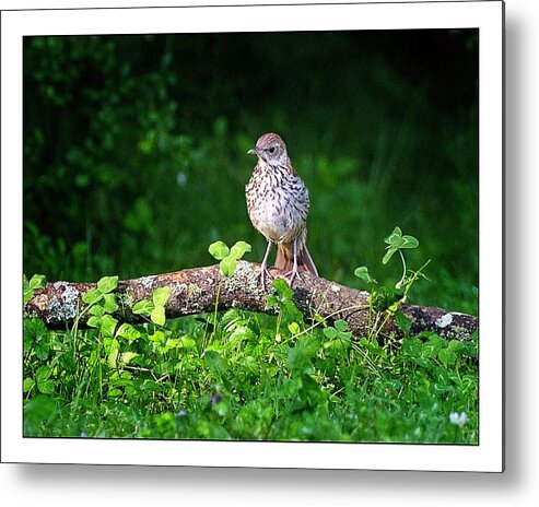 Juvenile Brown Thrasher Metal Print featuring the photograph Interesting World Out Here by John Benedict