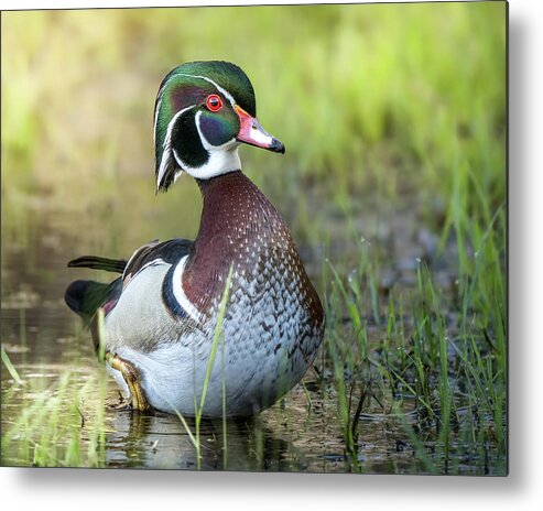 Duck Metal Print featuring the photograph Iridescent Feathers by James Overesch