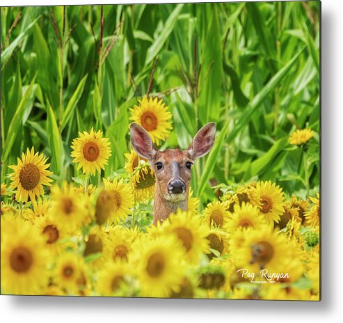 Corn Field Metal Print featuring the photograph Is This Heaven? by Peg Runyan