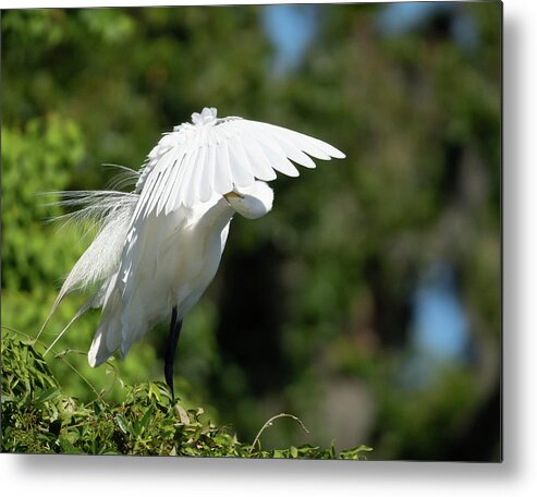 Great Egret Metal Print featuring the photograph It's Here Somewhere by Jim Miller