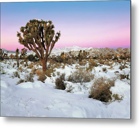 Landscape Metal Print featuring the photograph Joshua Tree In Snow by Paul Breitkreuz