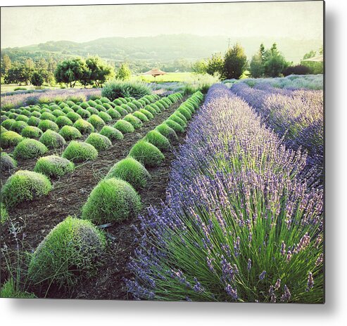 Lavender Field Metal Print featuring the photograph July Harvest by Lupen Grainne