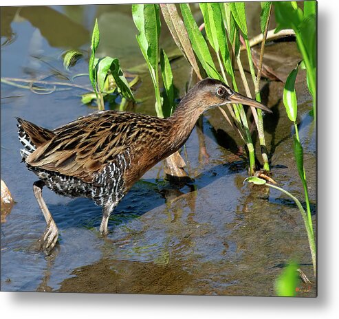 Nature Metal Print featuring the photograph King Rail DMSB0238 by Gerry Gantt