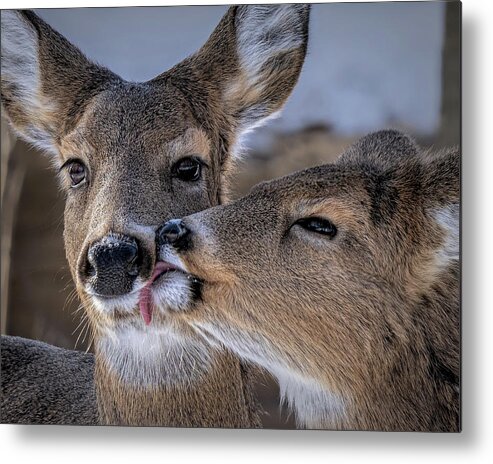 Deer Metal Print featuring the photograph Kiss by James Overesch
