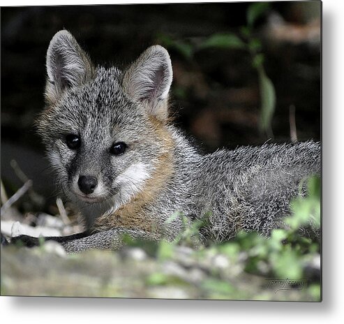 Kit Fox Metal Print featuring the photograph Kit Fox1 by Torie Tiffany