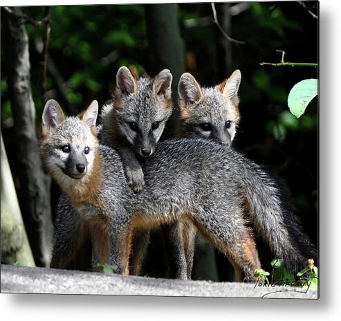 Kit Fox Metal Print featuring the photograph Kit Fox10 by Torie Tiffany