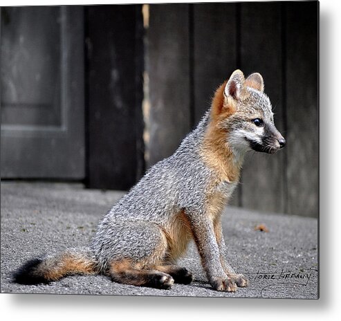 Kit Fox Metal Print featuring the photograph Kit Fox2 by Torie Tiffany