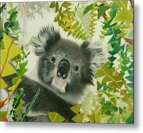Australia Metal Print featuring the drawing Koala by Kelly Speros