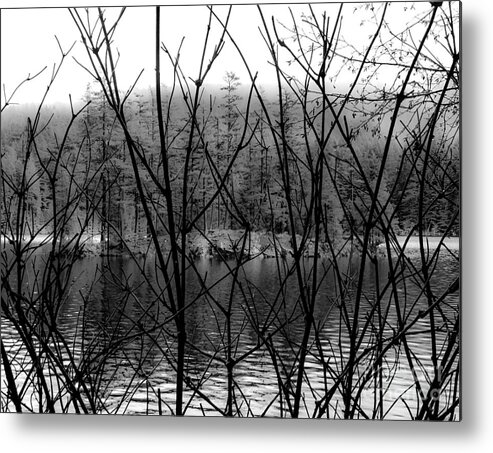 Mountain Lake Metal Print featuring the photograph Lake Through Tree by William Wyckoff