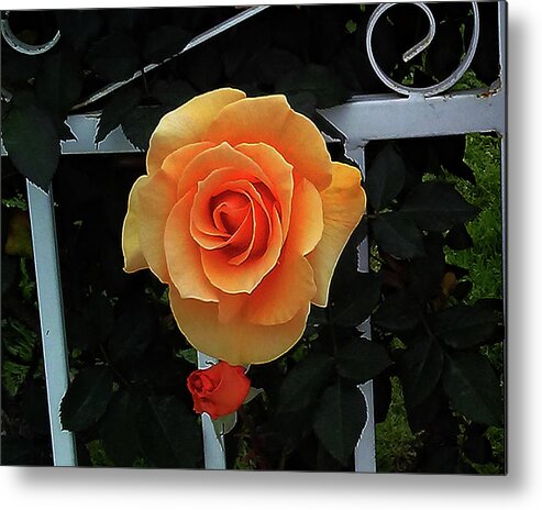 Flower Metal Print featuring the photograph Large Orange Flower by Andrew Lawrence