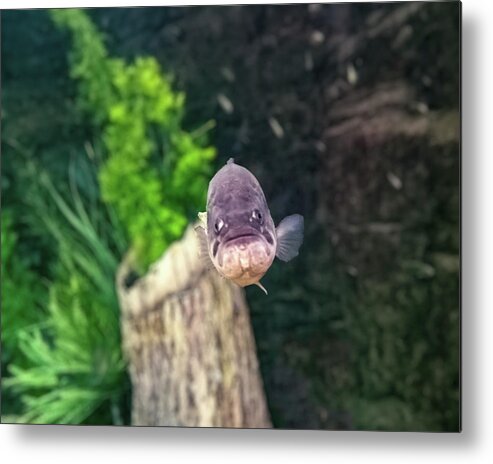 Largemouth Bass Metal Print featuring the photograph Largemouth Bass 001 by Flees Photos