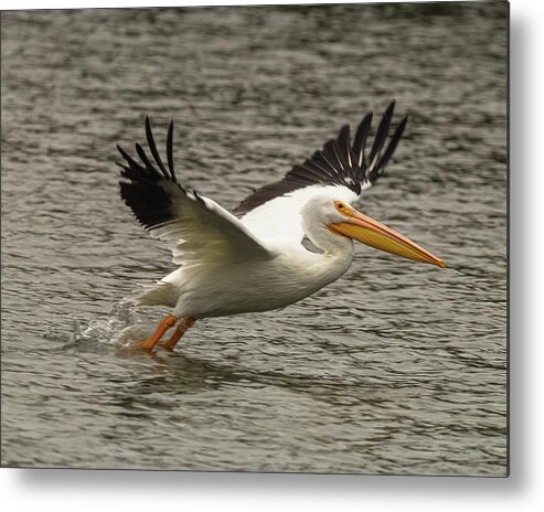 10/21/20 Metal Print featuring the photograph Launch 5 by Al Griffin