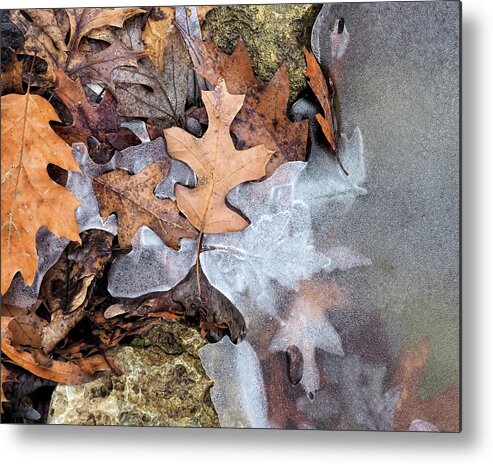 Leave Metal Print featuring the photograph Leaves in Ice by Scott Olsen