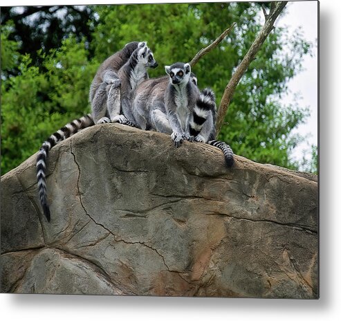 Lemurs Metal Print featuring the photograph Lemurs On High by Flees Photos