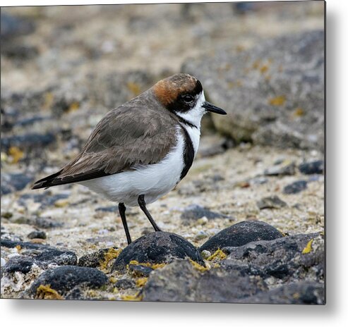 Two-banded Plover Metal Print featuring the photograph Let's Hear it for the Band by Tony Beck