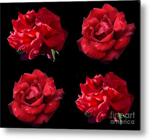 Rain Metal Print featuring the photograph Life Story Of Dark Red Rose by Leonida Arte