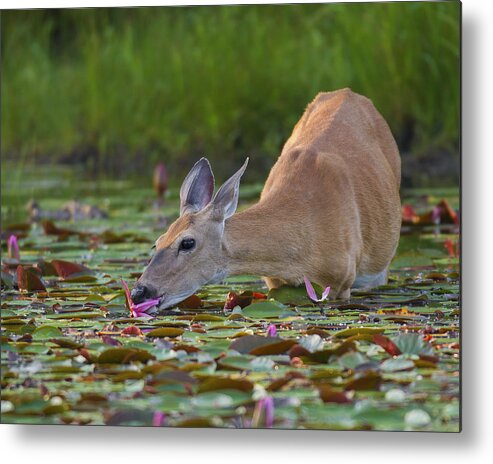White Tail Deer Metal Print featuring the photograph Lily Pads for Breakfast by Timothy McIntyre