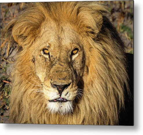 Lion Metal Print featuring the photograph Lion King by Elvira Peretsman