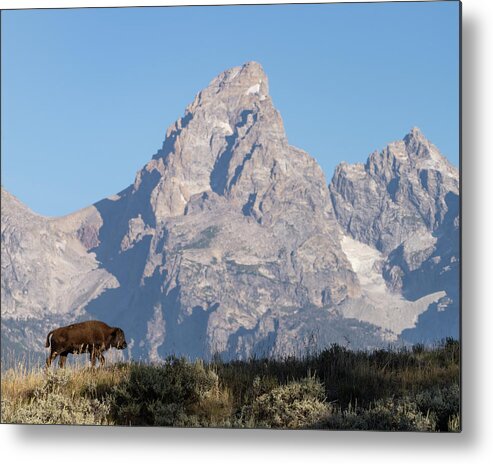 Wildlife Metal Print featuring the photograph Little Bison, Big World by Mary Hone
